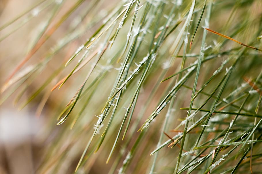 pines, bhutan, scenery, plant, growth, green color, nature HD wallpaper