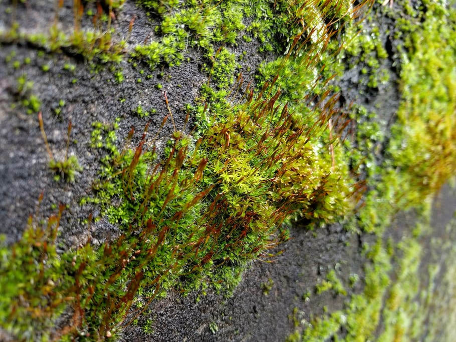 moss, green, rock, stone, nature, forest, outdoors, spring HD wallpaper