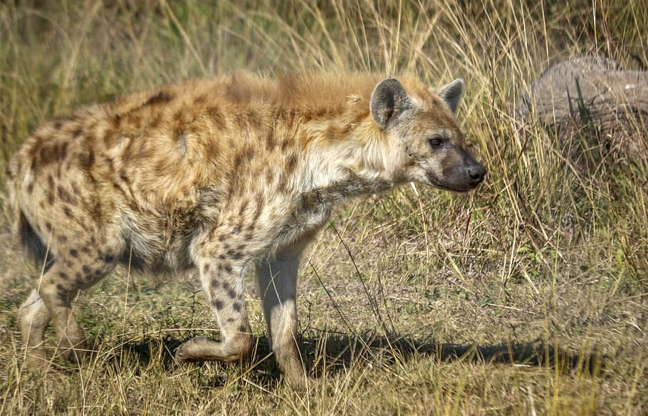 Hyena, Spotted, Hunter, Predator, Nature, wildlife, carnivore HD wallpaper