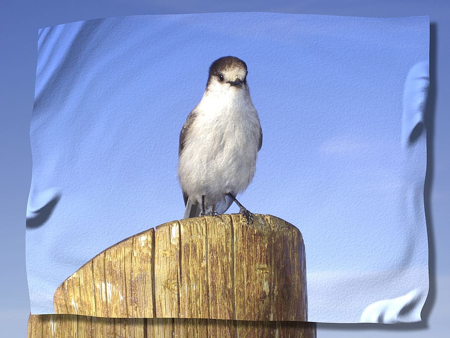 Bird, Post, Wood, Nature, Wrinkles, sky, art, one animal, animal themes HD wallpaper