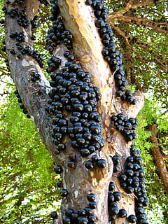 Jabuticaba, Fruit, Tree, Tree, Trunk, Nature, backyard, plants HD wallpaper
