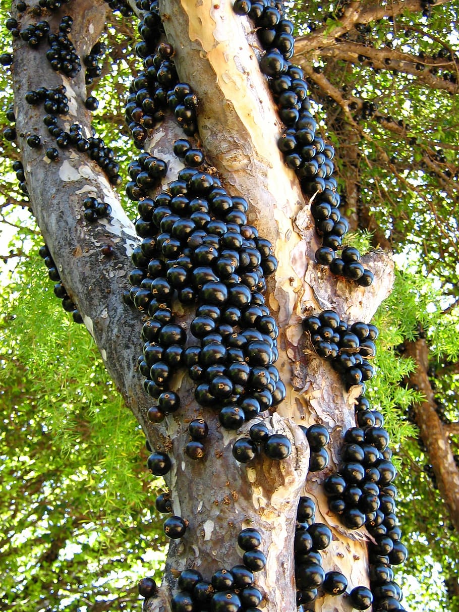 Jabuticaba, Fruit, Tree, Tree, Trunk, Nature, backyard, plants HD wallpaper