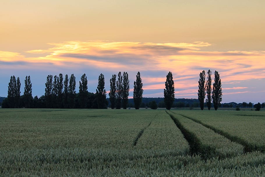 sunset, landscape, trees, fields, poplars, evening sky, twilight HD wallpaper