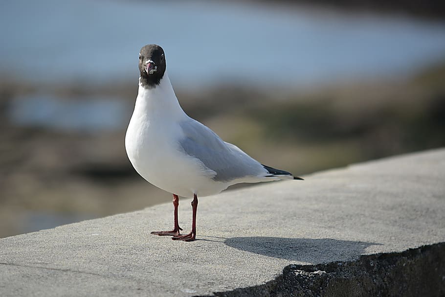 Tern, Seagull, Wild, Sea ​​Bird, ornithology, fauna, plumage HD wallpaper