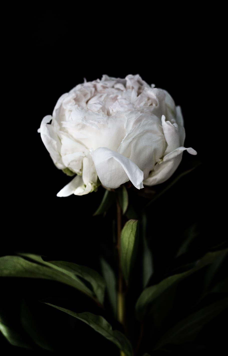 dark, green, leaf, plant, white, petal, flower, close-up, flowering plant HD wallpaper