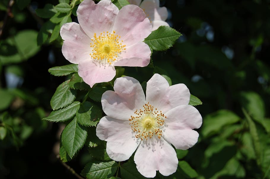rosehip, wild rose, flower, flowering plant, fragility, vulnerability HD wallpaper