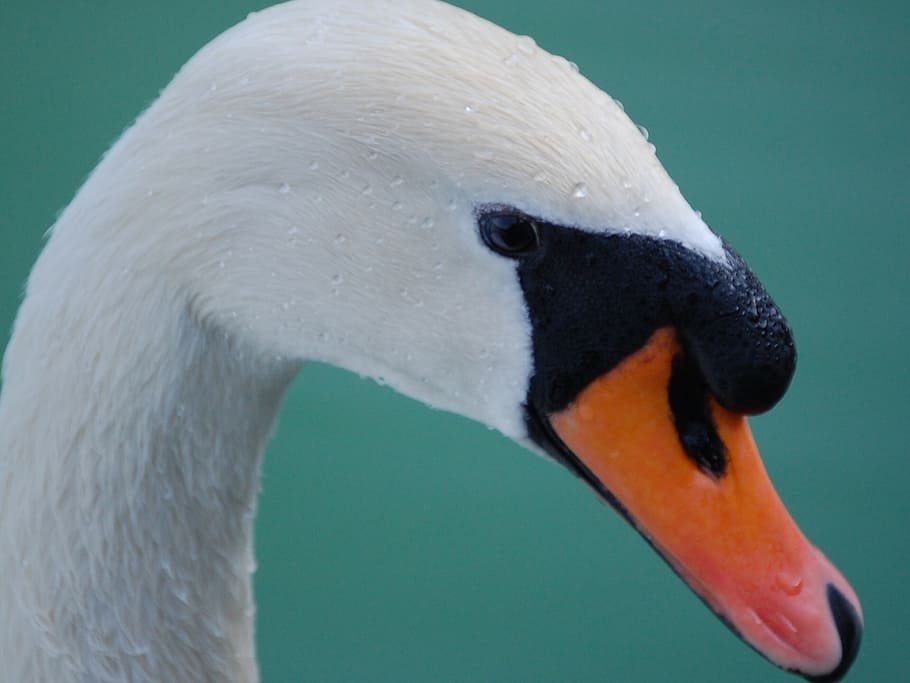 swan, mute, head, bird, white, cygnus, elegance, feather, wildlife HD wallpaper