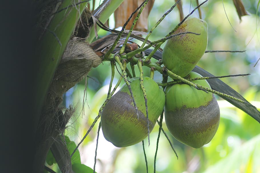 coconut, tree, nature, natural, garden, spring, green, fruit HD wallpaper