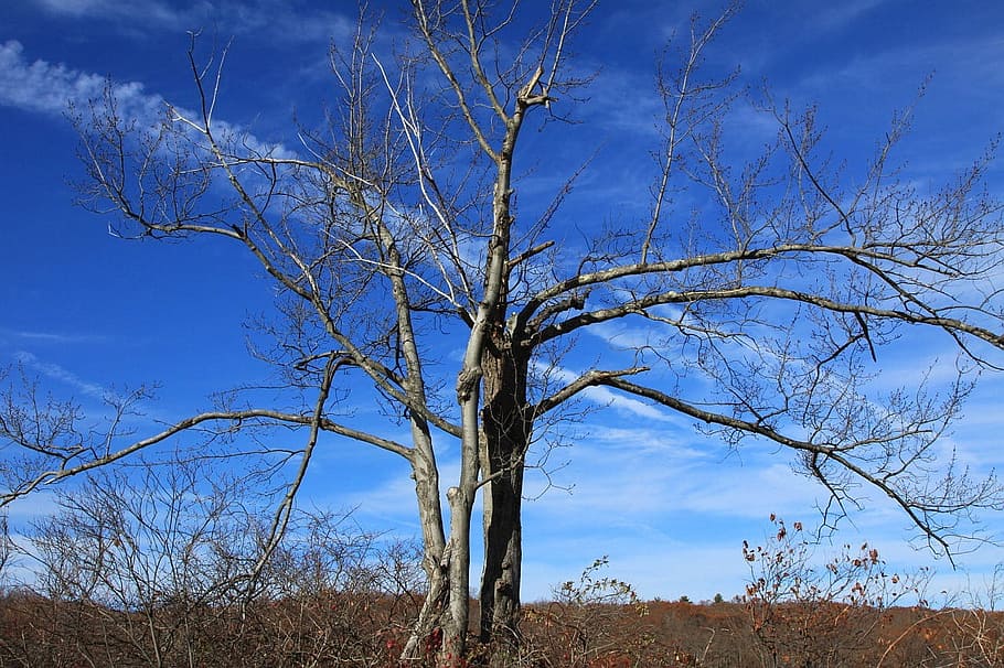 Tree, Nature, Sky, Autumn, Fall, Season, blue, landscape, winter HD wallpaper