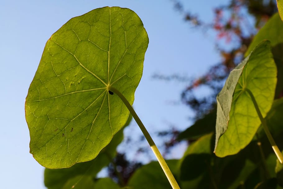 nasturtium, leaf, sun, sky, light, sunlight, structure, insect HD wallpaper