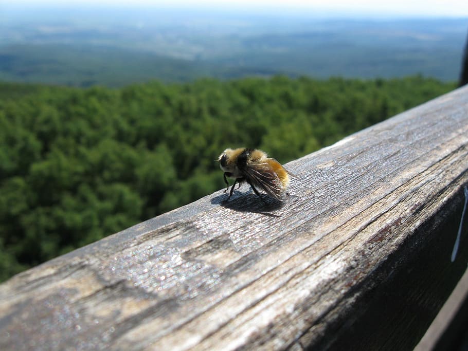 Bumblebee, Insects, Wood, Views, Nature, high, forest, country HD wallpaper