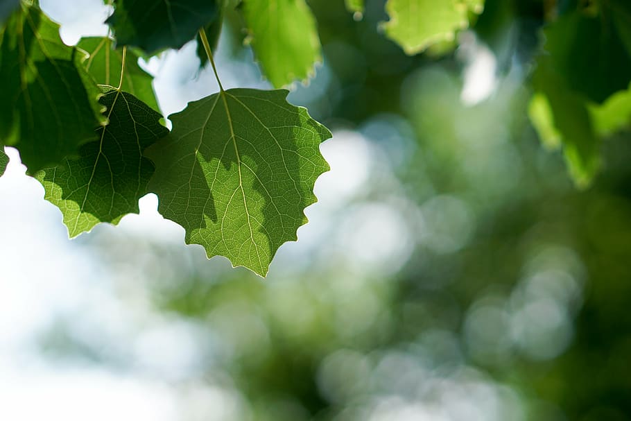 selective focus photo of green palmate leaf, leaves, tree, light HD wallpaper
