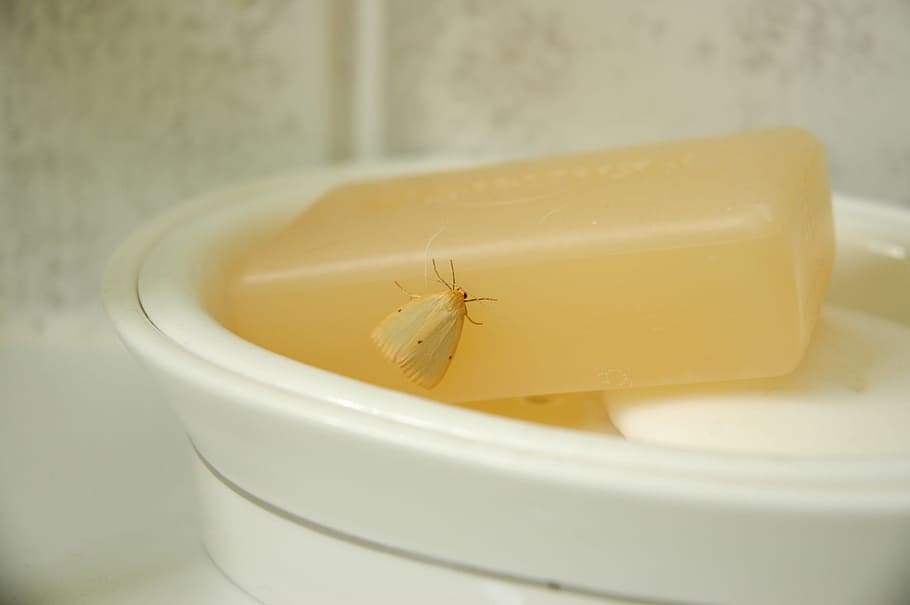 soap, moth, insect, bathsoap, bathroom, clean, soap case, close-up HD wallpaper