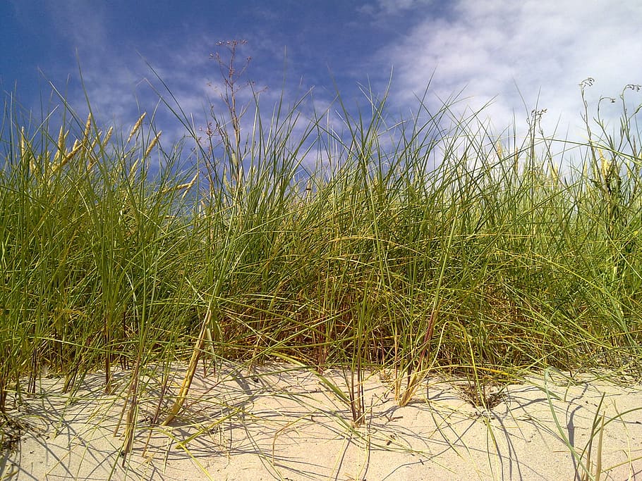 reedbed, dune, beach, gotland, sweden, summer, nature, plant HD wallpaper