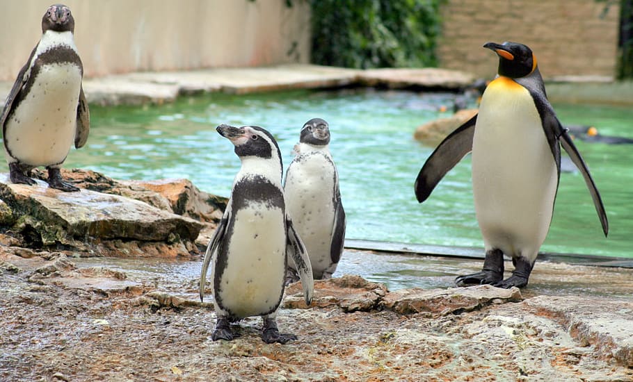 zoo, penguins, birds, animal themes, animals in the wild, group of animals HD wallpaper