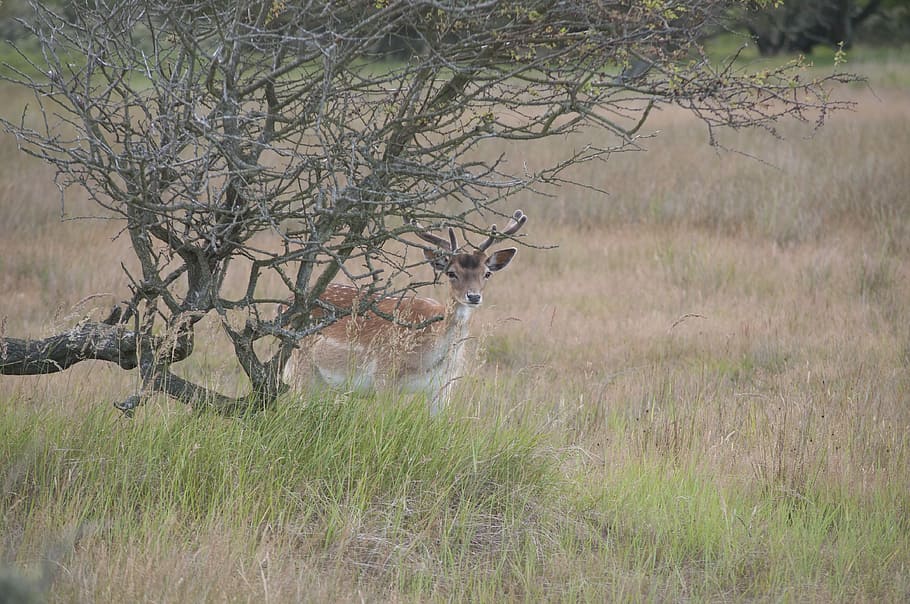 deer, dune, nature, netherlands, landscape, watch, shy, plant HD wallpaper