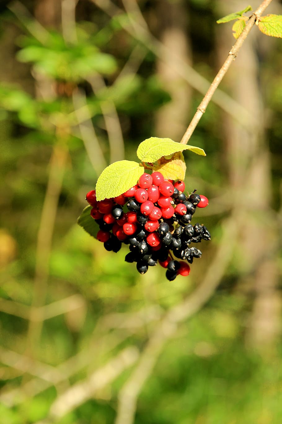 berries, rowanberries, red, bush, nature, mountain ash, fruits HD wallpaper
