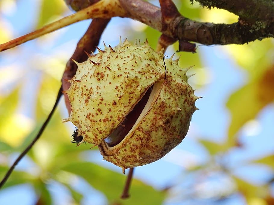 Chestnut Tree, Fruit, chestnut fruit, open, autumn, prickly HD wallpaper