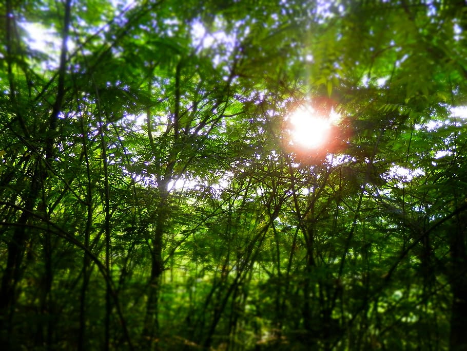trees, sunshine, nature, forest, green, season, wood, ray, tranquil HD wallpaper