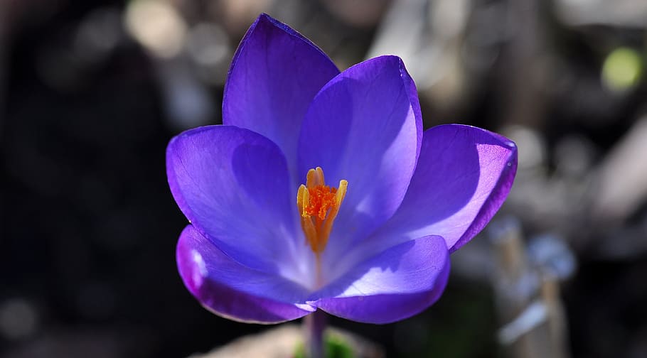 crocus, flower, blossom, bloom, plant, spring flower, purple HD wallpaper