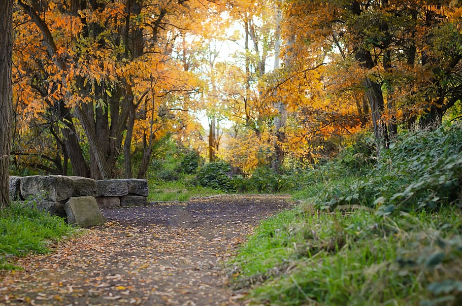 idaho, path, fall, autumn, nature, leaf, tree, yellow, outdoors HD wallpaper
