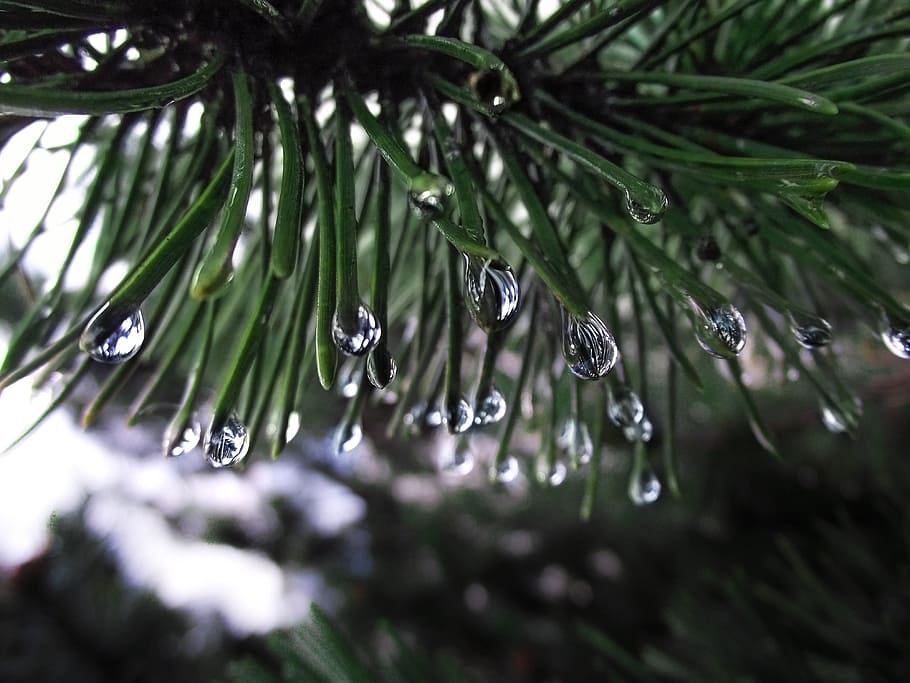 needles, drip, raindrop, tree, pine, sky, nature, landscape HD wallpaper