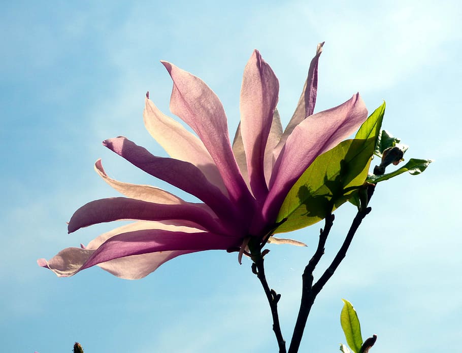 magnolia, nature, flower, leaf, garden, flowered, plant, petals HD wallpaper