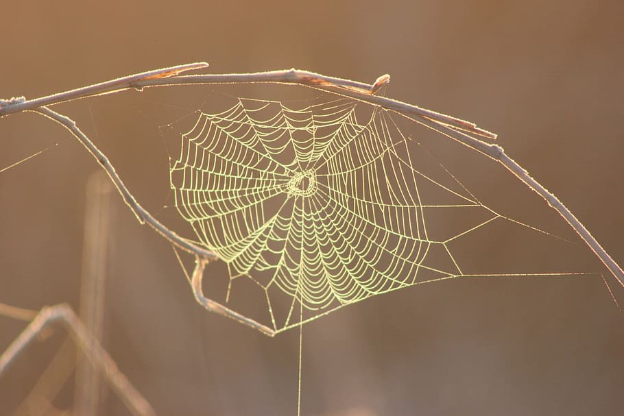 morning, web, nature, spider, natural, pattern, spiderweb, insect HD wallpaper
