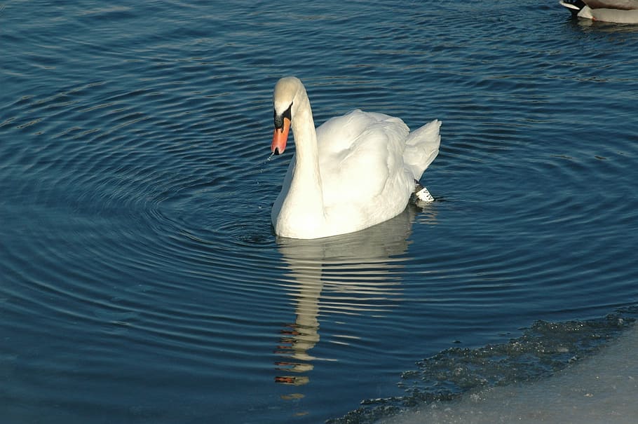 bird, swan, reflection, winter, river, water, nature, animals HD wallpaper
