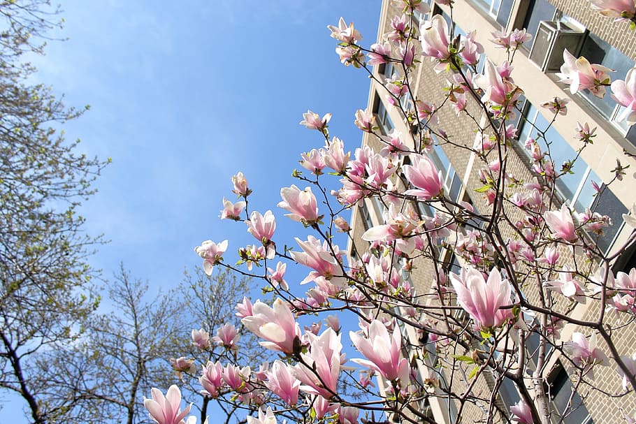 spring, flowers, spring flowers, bloom, plant, tree, flowering plant HD wallpaper