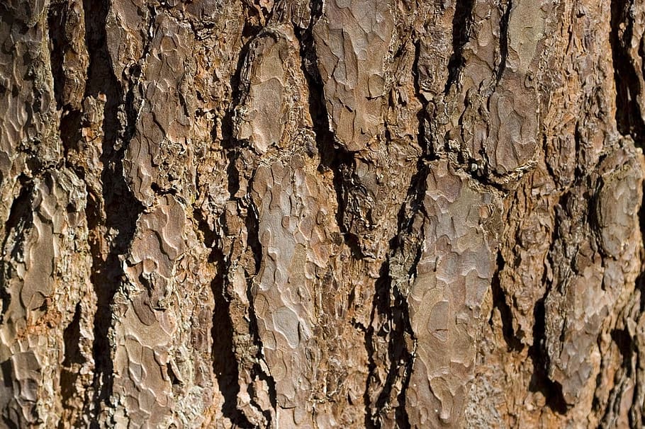 tree, bark, brown, texture, background, detail, macro, textured HD wallpaper