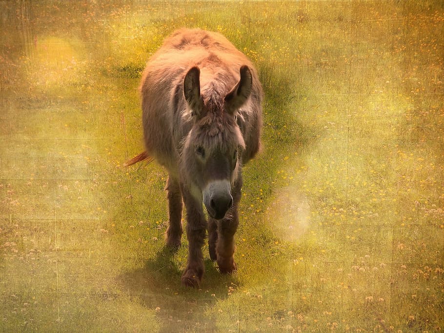 Donkey, Animal, Mammal, Workhorse, beast of burden, postcard, HD wallpaper