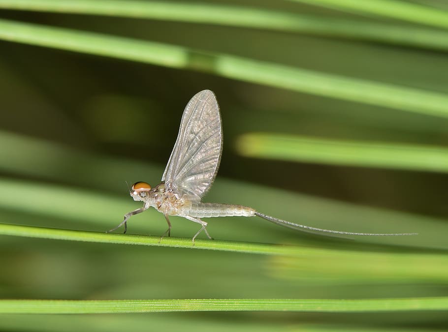 mayfly, fishfly, shadefly, insect, insectoid, stinkfly, winged HD wallpaper