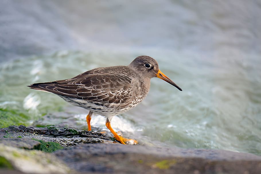 Ocean Beach, Runner, Bird, ocean beach runner, limicoline, one animal HD wallpaper