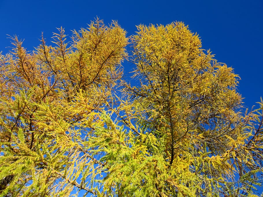 larch, trees, fall color, conifer, autumn, plant, beauty in nature HD wallpaper