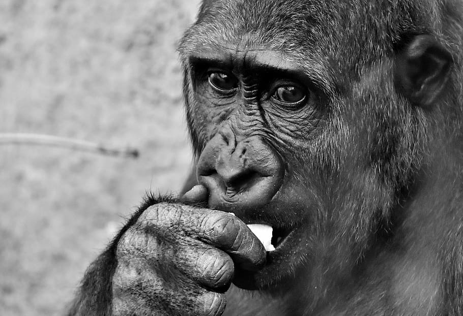 close-up photo of black gorilla, View, Dangerous, Zoo, hellabrunn HD wallpaper