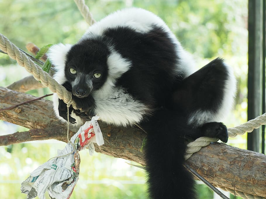 lemure, animal, black, white, lazy, zoo, vari, primate, nature HD wallpaper