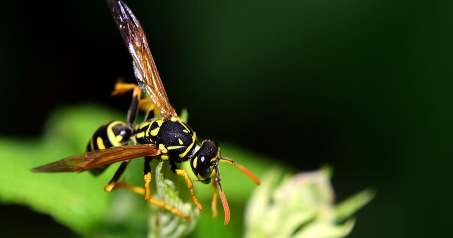 Wasp, Insect, Close, Nature, Animal, macro, daisy, garden, german wasp HD wallpaper