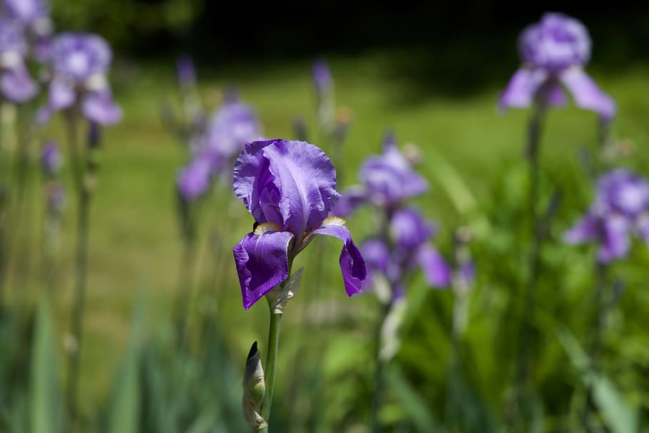 flag, iris, flower, plant, nature, blossom, spring, summer HD wallpaper