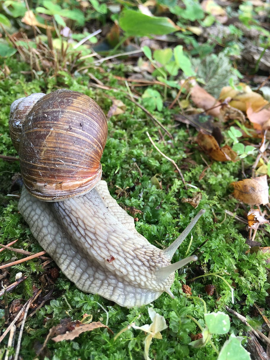 snail, forest, wood, animal, animal wildlife, mollusk, animal themes HD wallpaper