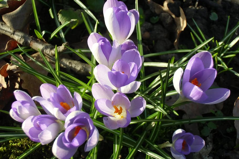 crocus, meadow, spring meadow, flowers, signs of spring, spring fever HD wallpaper