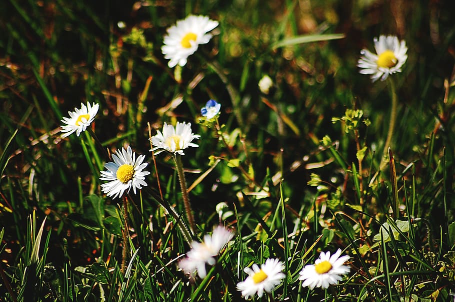 flowers, meadow, summer, chamomile, white, white flowers, green HD wallpaper