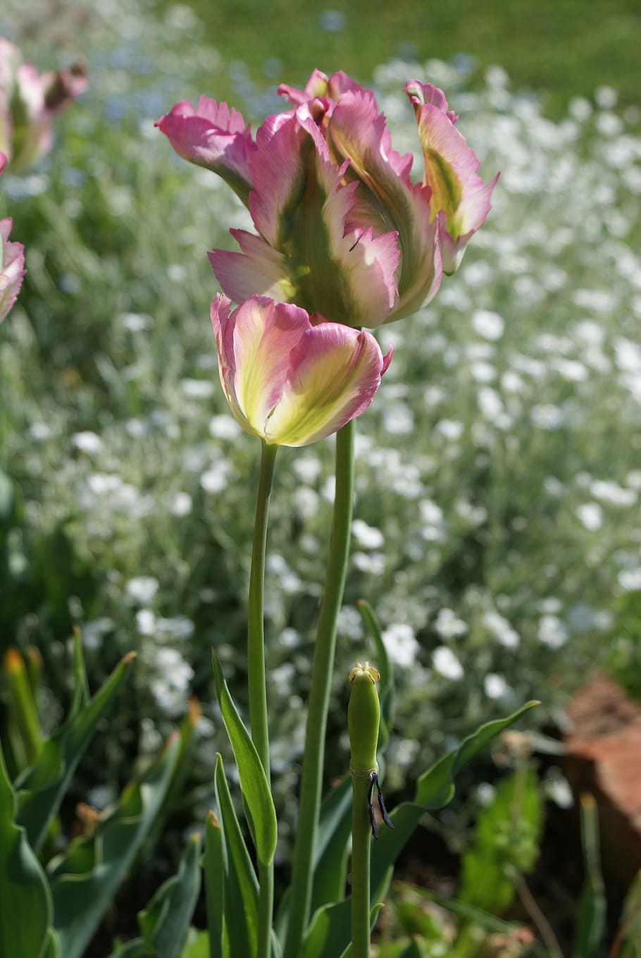 tulip, special, spring, flower, nature, plant, pink flower HD wallpaper