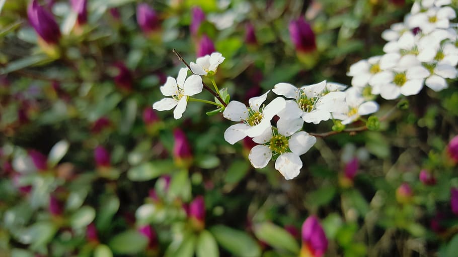 spring, flowers, flowering plant, freshness, fragility, growth HD wallpaper