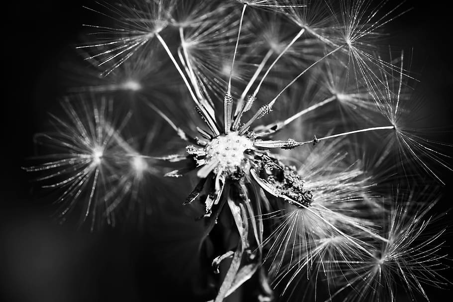 dandelion, flower, spring, close, composites, pointed flower HD wallpaper