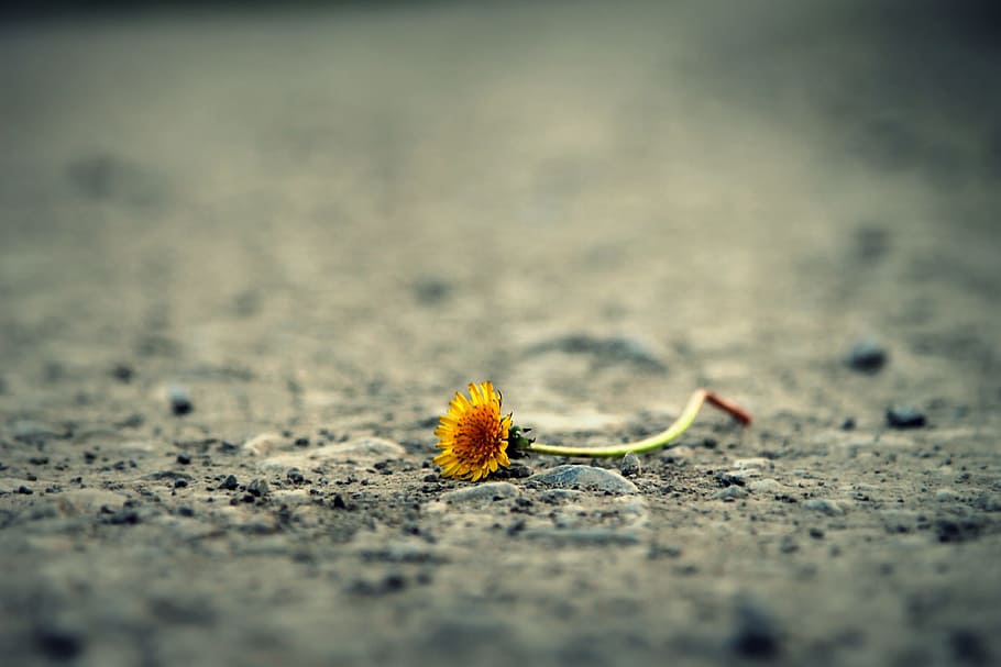 yellow petaled flower, road, dandelion, alone, path, life, sadness HD wallpaper
