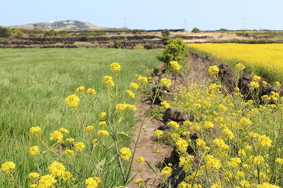 s, flowers, nature, scenery, hayfields, jeju, jeju island, yellow, HD wallpaper