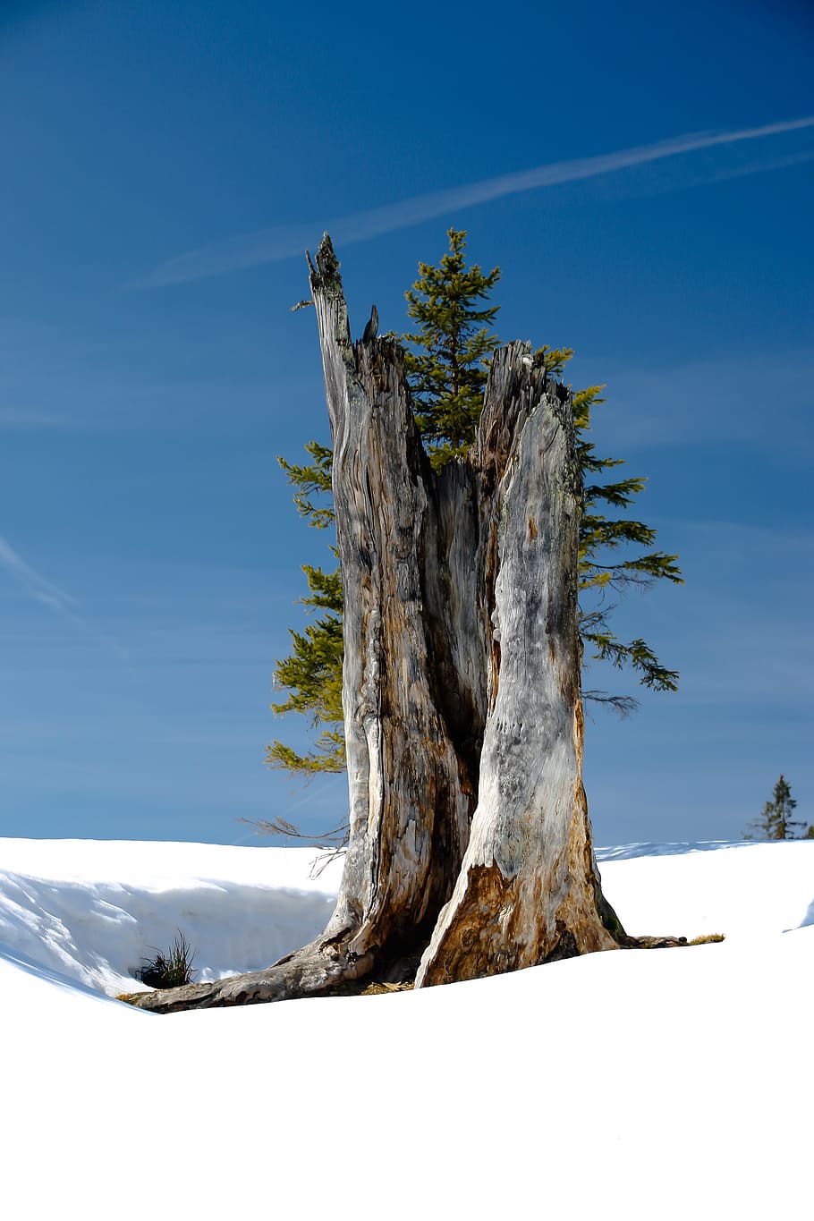 tree trunk on snow field at daytime, Winter, Wintry, Nature HD wallpaper