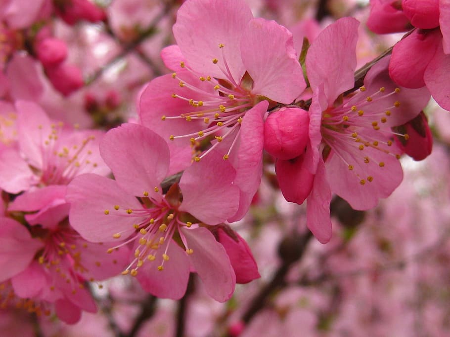 full is, spring, pink color, plant, flowering plant, beauty in nature HD wallpaper