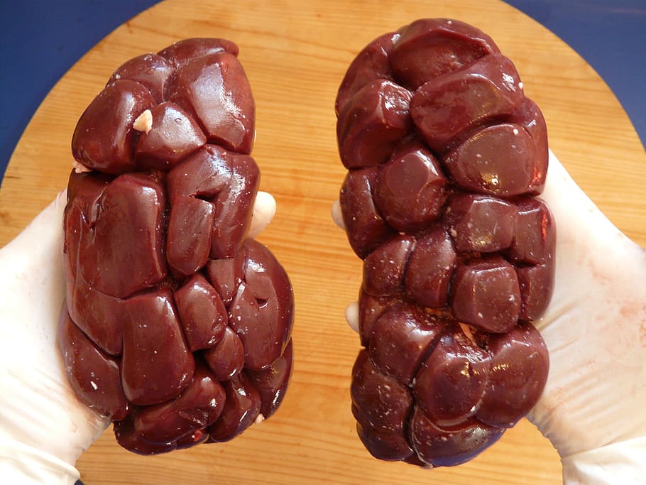 person holding two red meats inside room, bovine kidney, offal
